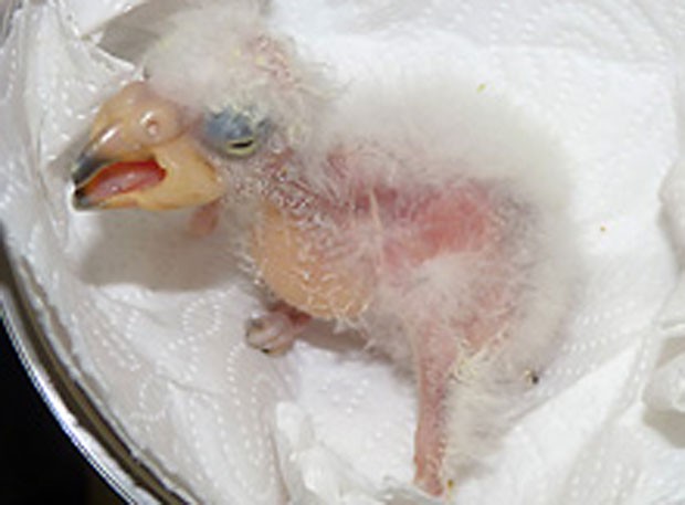 Filhote de papagaio da espécie Kea, nativo da Nova Zelândia, é fotografado após nascer em zoológico de Halle, na Alemanha, em 2012 (Foto: Reprodução/Zoo-halle.de)