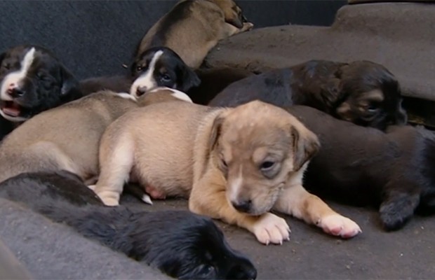 Cachorros ganham abrigo em delegacia de Luziânia, Goiás (Foto: Reprodução/TV Anhanguera)