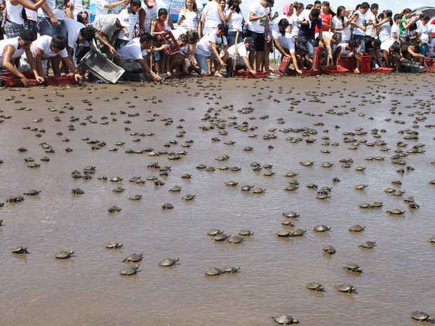 Em Afuá, no Pará, área protegida pelo Ibama do Amapá, foram soltos mais de 100 mil quelônios (Fot Eliazar Bezerra/Ibama)