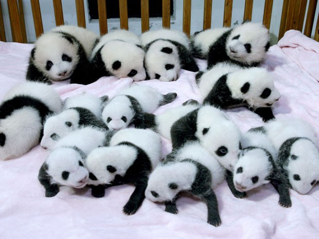 Filhotes de panda gigante deitados em um berço na Base do Panda Gigante de Chengdu, na China.  (Foto: Reuters/China Daily )