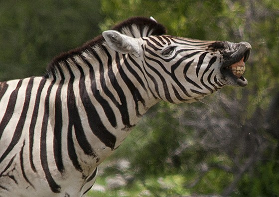 Uma zebra no Parque Nacional Etosha dá um relincho e mostra os dentes (Foto: © Haroldo Castro/Época)