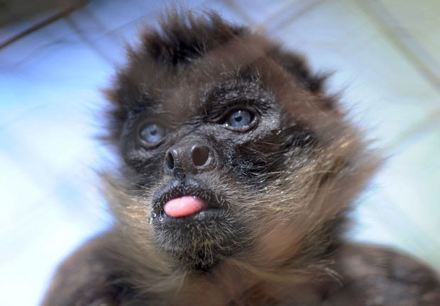 Macaco foi fotografado enquanto mostrava a língua para visitantes de zoo hondurenho (Foto: Orlando Sierra/AFP)