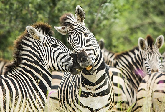 Calcula-se que a população de zebras em Botsuana – da subespécie Equus quagga chapmani – é de cerca de 100 mil animais; este número tem-se mantido estável na última década (Foto: © Haroldo Castro/Época)