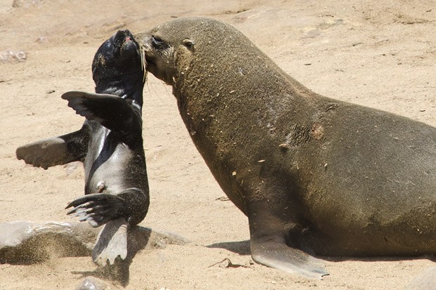 Para proteger a vida do filhote, uma foca fêmea retira seu bebê, de apenas alguns dias de idade, da área periférica do grupo.  (Foto: © Haroldo Castro/ÉPOCA)