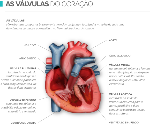 euatleta info componentes do coração (Foto: Editoria de Arte / GLOBOESPORTE.COM)
