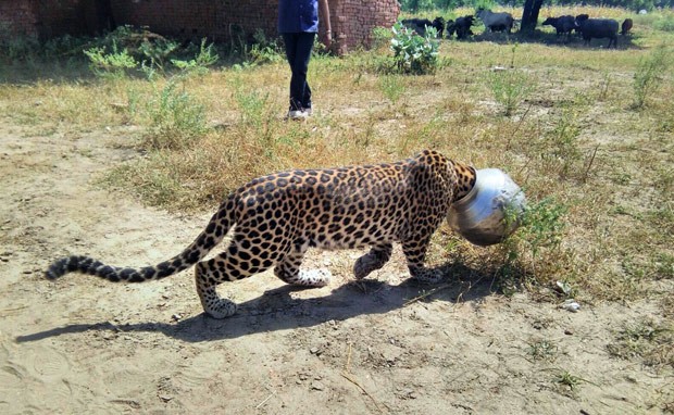 Leopardo foi flagrado com espécie de panela entalada na cabeça (Foto: Kabir Jethi/AP)