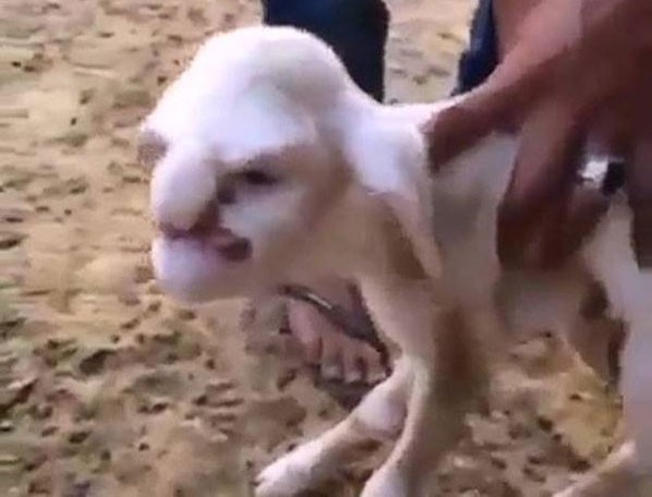 Cordeiro nasce com 'aparência humana' em fazenda na Rússia (Foto: Reprodução/YouTube/Today TV News)
