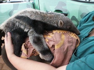 Foco são filhotes de tamanduás, macacos, bichos preguiça, quatis, onças e aves (Foto: Divulgação/Naturatins) Foco são filhotes de tamanduás, macacos, bichos preguiça, quatis, onças e aves (Foto: Divulgação/Naturatins)