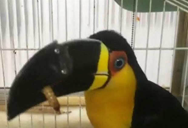Tucana foi resgatada de feira de venda ilegal de animais silvestres e ganhou bico feito em impressora 3D (Foto: BBC)
