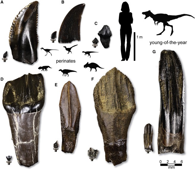 Comparação entre dentes maduros e imaturos de dinossauros da Formação Prince Creek  (Foto: Current Biology, Druckenmiller et al.: 