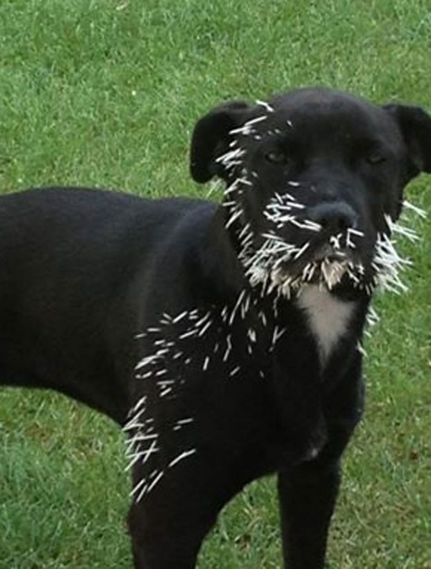 Cão se deu mal em luta com porco-espinho no Alasca (Foto: Reprodução/Facebook/AVMA)