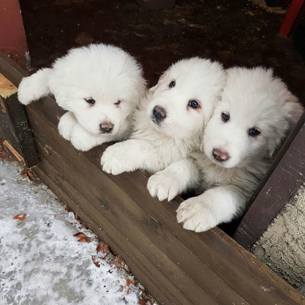 Três filhotes de cachorro são vistos em foto de 17 de janeiro, um dia antes da avalanche que soterrou o hotel Rigopiano, perto de Faríndola, na Itália. Cinco dias após a avalanche, bombeiros informaram que os cachorrinhos foram encontrados com vida (Foto: Marisa Basilavecchia/AP)