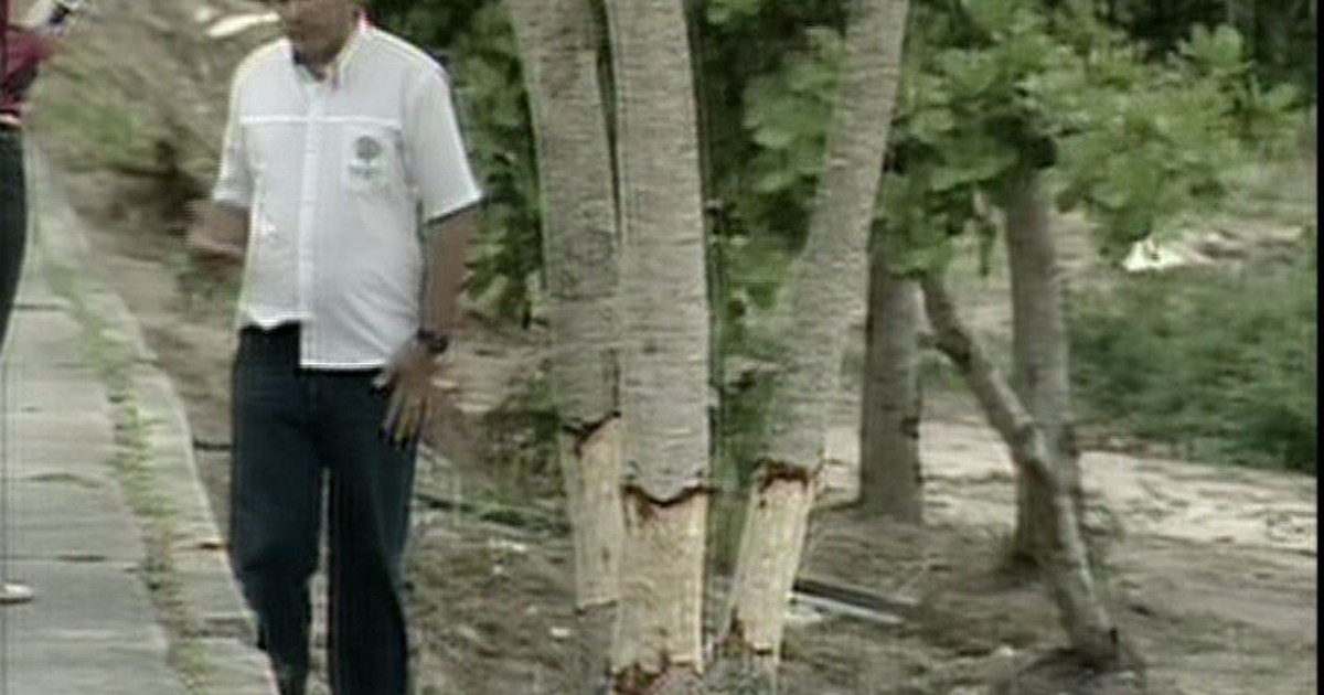 Caules de árvores às margens de lagoa são arrancados em Linhares - Globo.com