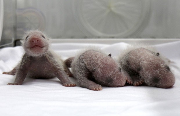 Pandas trigêmeos são vistos em encubadora no safari Chimelong, na China (Foto: Reuters)