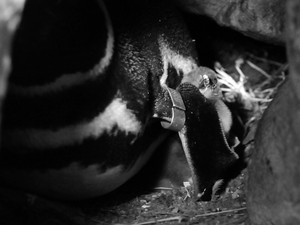 Nascimento duplo de pinguins-de-magalhães no Gramadozoo, RS (Foto: Halder Ramos/Divulgação)