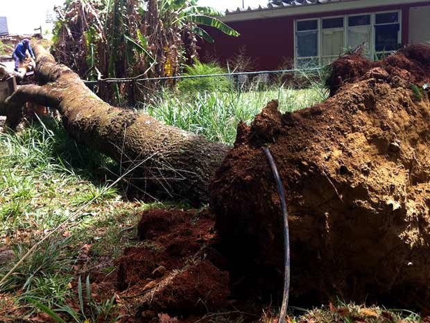 Árvore de aproximadamente 20 metros que caiu sobre churrasqueira e casa vizinha (Foto: Isabella Formiga/G1 DF)