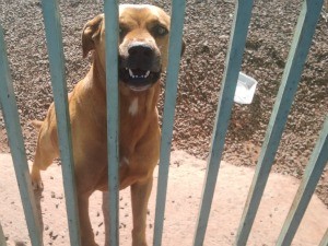 Cão de guarda foi retirado do local por criminosos (Foto: Wendy Tonhati/G1 MS) Cão de guarda foi retirado do local por criminosos (Foto: Wendy Tonhati/G1 MS)