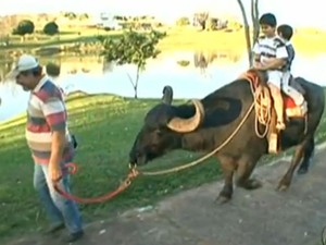 Nos passeios pelo lago Aratimbó, em Umuarama, o búfalo Toquinho vira a atração das crianças (Foto: Reprodução/RPCTV)