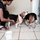 Beagles levados de instituto estão sob a guarda de deputado (Bianca Celoto/TV TEM)