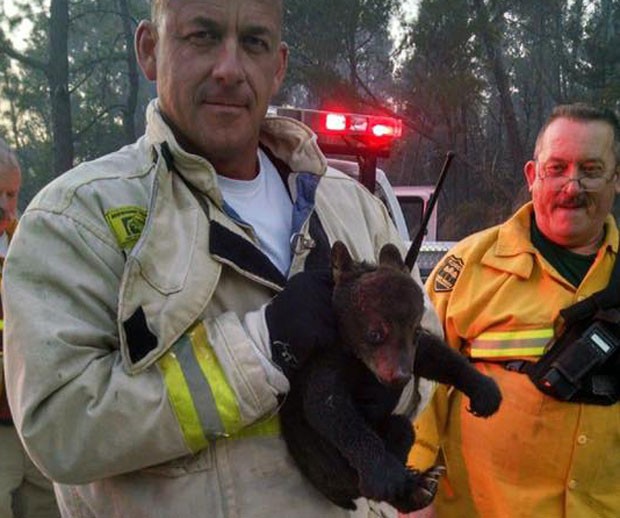 O bombeiro Tony Cuellar segura &#39;Smokey Jr.&#39; após ele ser resgatado de área atingida por incêndio em Lake County, na Flórida (Foto: Reprodução/Twitter/Lake County Fire Rescue )