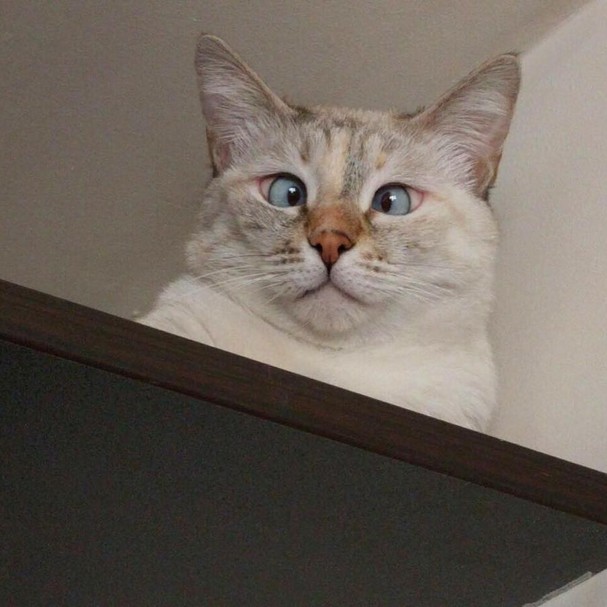 Gato Chorando Gato Chorando Meme Chorando Gatos