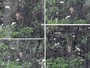 Fugindo da chuva, gavião busca abrigo em árvore de Salvador Fugindo da chuva, gavião busca abrigo em árvore de Salvador