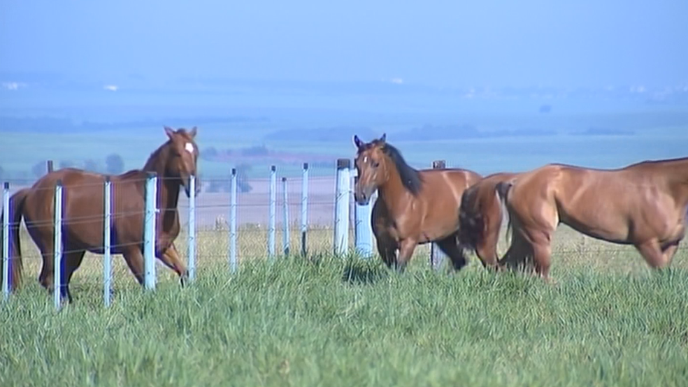 Caso de anemia infecciosa equina foi confirmado em Santa Cruz do Rio Pardo (Foto: Reprodução/TV TEM)