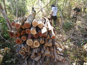 apreensão de equipamentos e madeira (Foto: Ascom)
