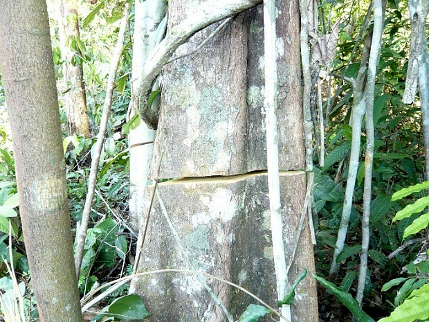 Corte realizado é grande e deixa árvore sensível à ação do vento (Foto: Divulgação/Batalhão Ambiental)