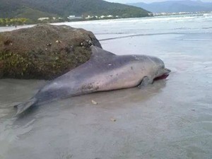 Golfinho é encontrado morto na praia das Toninhas, em Ubatuba, SP (Foto: William Dias)