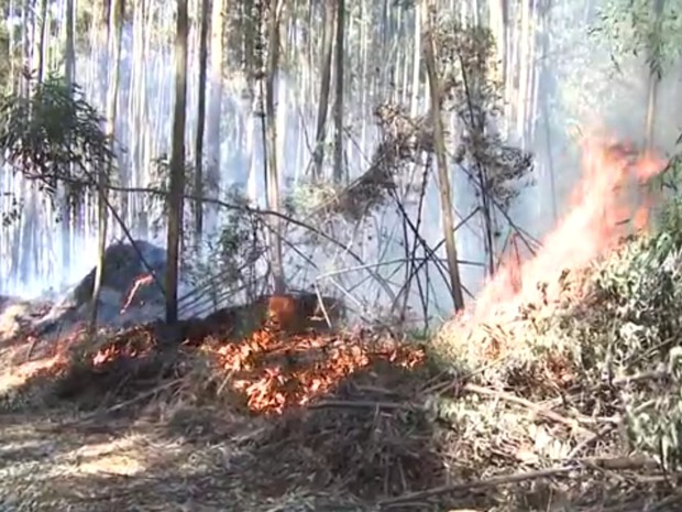 Incêndio em Chapecó atingiu plantação de eucalipto (Foto: Reprodução/RBS TV)
