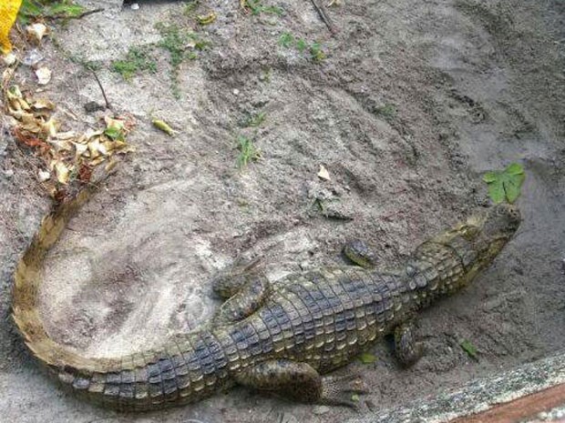 Jacaré foi encontrado em quintal de casa à beira-mar  (Foto: Divulgação/ Alvaro Mello)