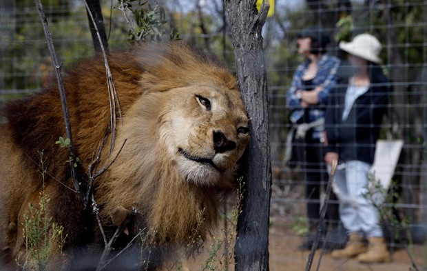 Leão resgatado de circo coça a cabeça em uma árvore após ser solto no Santuário Emoya  (Foto: Themba Hadebe/AP)