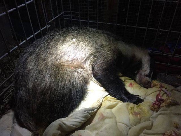 Fêmea de texugo se recupera em abrigo de animais na Polônia (Foto: Reprodução/Facebook/Dzika Ostoja) Fêmea de texugo se recupera em abrigo de animais na Polônia (Foto: Reprodução/Facebook/Dzika Ostoja)