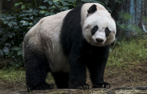 A ursa panda Jia Jia, cujo nome significa "boa", completará 37 anos no parque temático Ocean Park, de Hong Kong. (Foto: Tyrone Siu/Reuters)