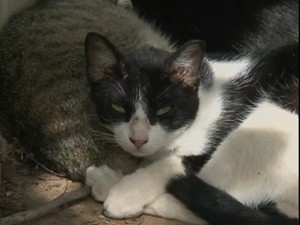 gatos uefs (Foto: Reprodução/TV Bahia)