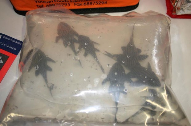 Passageiro foi flagrado com peixes exóticos escondidos na bagagem (Foto: Australian Customs and Border Protection Service)