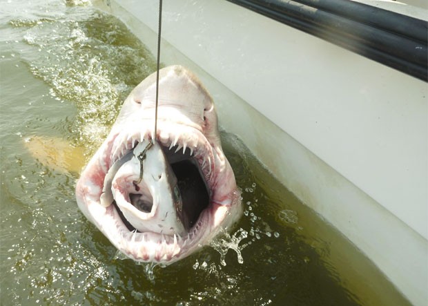 Pesquisadores fisgaram tubarão enorme com outro menor dentro de sua boca (Foto: Reprodução/Facebook/University of Delaware)