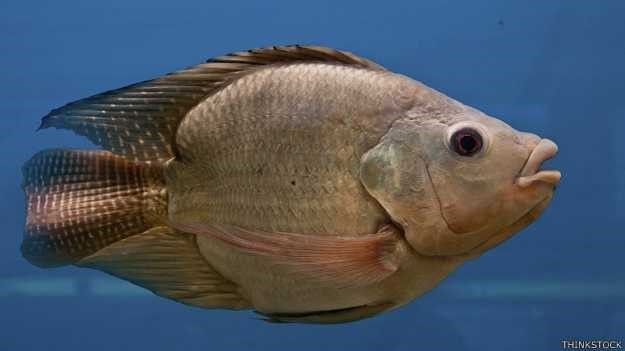 Características femininas em peixes machos foram notadas pela primeira vez nos anos 90 (Foto: Thinkstock/BBC)