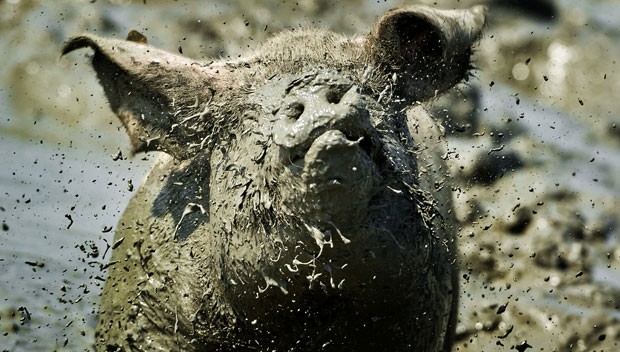 Fazenda em Buren,conta com a melhor chafurda. (Foto: Koen van Weel/AFP)