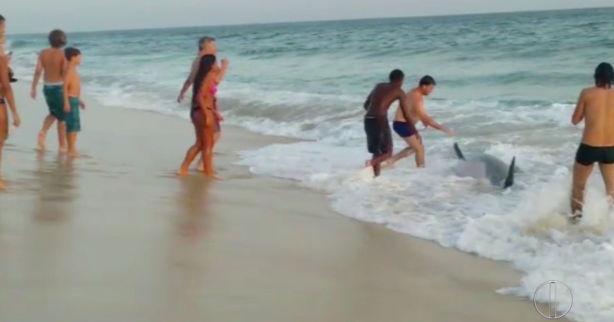 Golfinho é achado morto na Praia de Itaúna, em Saquarema, no RJ - Globo.com