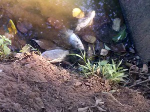 Peixes mortos são registrados na lagoa do Parque Taquaral, em Campinas (Foto: Warner Costa Jardim )