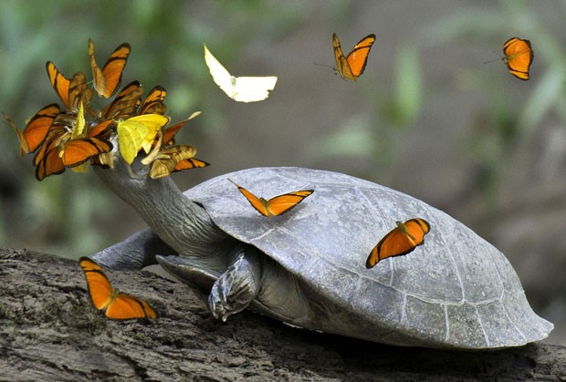 Close mostra a cena incomum quando a tartaruga mal podia ver, 'sufocada' por borboletas (Foto: Caters News/The Grosby Group)