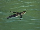 Pinguins são achados no litoral do extremo-sul da Bahia