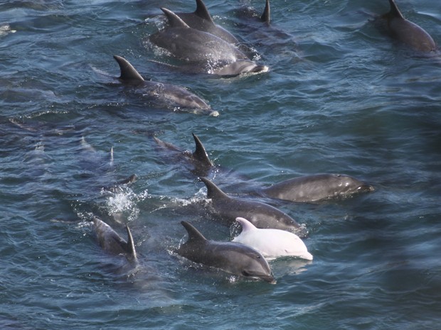 Golfinho albino nada com outros animais no aquário de Taiji, no Japão (Foto: Sea Shepherd Conservation Society/AP)