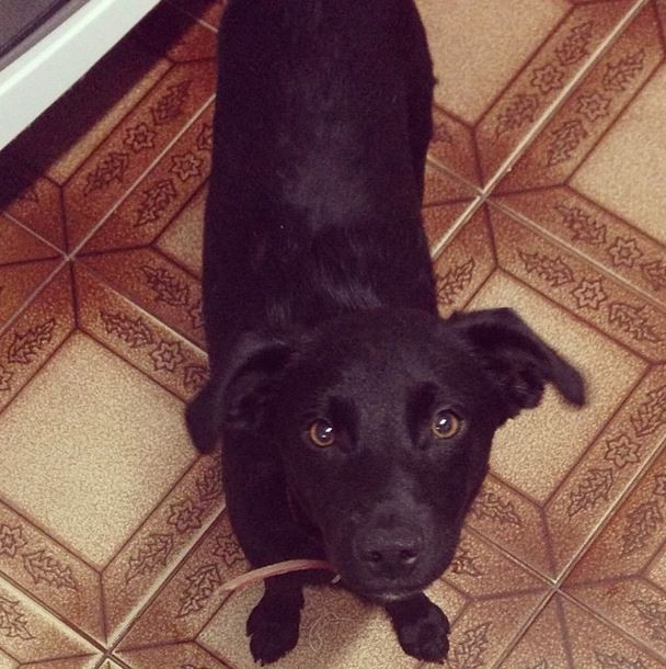 Ralf, cachorro de Carol Dias (Foto: Instagram/Reprodução)