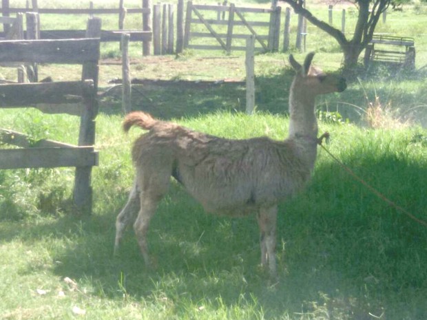 Animal adulto foi apreendido em fazenda no município de Cáceres (Foto: Renato Câmara/ Polícia Ambiental de Cáceres - MT)