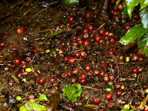 Chuva atrasa colheita de café e causa prejuízos em lavouras no Sul de MG (Foto: Reprodução EPTV) Chuva atrasa colheita de café e causa prejuízos em lavouras no Sul de MG (Foto: Reprodução EPTV)