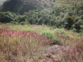 Biologos Fazem Operacao De Guerra Contra Praga No Parque Do Rola Moca Minas Gerais G1