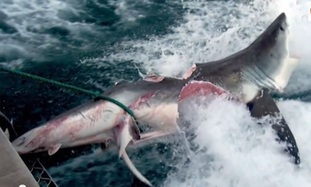 Caso semelhante ocorreu em 2009, quando tubarão foi achado com marcas de mordida impressionantes, vindas de outro tubarão com cerca de 6m de comprimento (Foto: Reprodução/YouTube/)